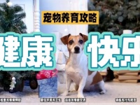 《宠物的养育秘籍：让毛孩子健康快乐的关键》