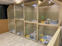 宠物买来后多久算是安全的？