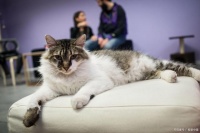 揭秘！这些猫咪购买宝地，让你的新宠儿安心到家