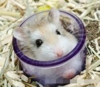 自制仓鼠夏天避暑小窝