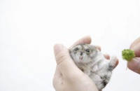 养小宠的新手看过来，教你如何给仓鼠选一个最合适的“别墅”