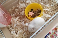 自制仓鼠冬天保暖小窝