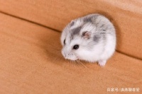 给仓鼠购买什么窝好？你真的会选择适合的窝吗？