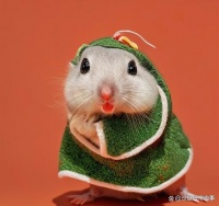 寒冬降临，如何为你的仓鼠打造温馨小窝