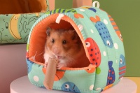 仓鼠窝的制作教程