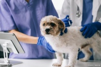 大家养宠物每月的最低的开销是多少呢？