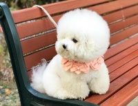 养狗家庭必备——比熊好用的清洁用品