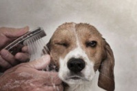 2016浅析宠物洗护行业将逐渐蓄势发展开