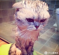 宠物烘干机/烘干箱有必要买吗？宠物烘干机的选购7个要点分享