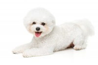 比熊犬毛发打结怎么办