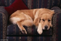 给狗狗剪趾甲，要不要剪？怎么剪？今天给铲屎官说白说透！