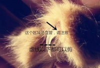 猫的指甲剪到哪里 知道怎么给猫咪修剪指甲了吗