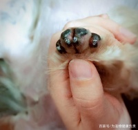 如何为幼犬修剪指甲？科学方法告诉你！