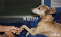 给爱犬修剪指甲的注意事项都有哪些？