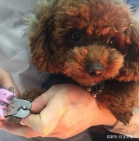 如何给泰迪剪指甲