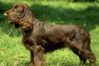 田野小猎犬怎么剪指甲？修剪方法来啦！