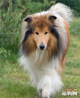 如何给苏格兰牧羊犬修剪指甲