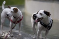 帕尔森罗塞尔梗怎么修剪指甲 帕尔森罗塞尔梗剪指甲方法