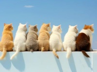 宠物知识 – 青岛王牌控股有限公司