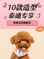 10款泰迪美容造型是重庆宠物美容师常做的