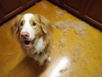 宠物脱毛季来袭 iRobot让你告别毛毛的烦恼