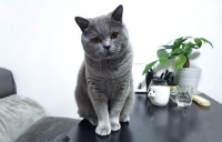 宠物毛发让你疯？养宠家庭应必备哪些神器？