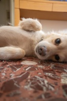 狗狗毛发闪亮攻略！从喂养到梳洗一站式教程来了