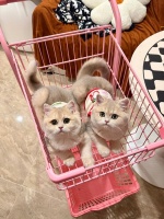 不同品牌的狗狗沐浴露，给狗...@麦麦的宠物日记的动态