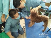 学宠物美容师满足什么条件