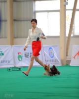 上海宠物美容C级宠物美容师加强班