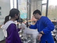 【视频】揭秘江城高端宠物美容师，月入两万的光鲜背后也有辛酸