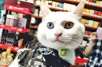 宠物店如何打开思维格局，找准定位，打造门店核心竞争力？