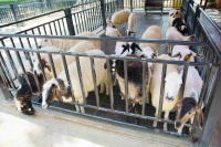 卖宠物用品的工作有前景吗,以下信息要了解！