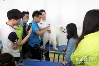 宠物美容自学课程，让如何变狗狗变得漂亮