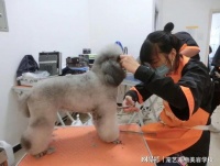 宠物美容师的学费用是多少钱