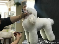 宿州宠物学校培训在哪里？ 一诺宠物美容师培训学校！专业的宠物【渭南宠物吧】