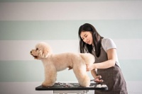 干货！宠物毛发的养护技巧