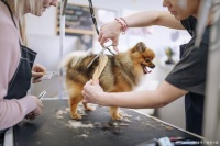 我花了7000，学习宠物美容45天的真实感受