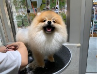 专业服务，贴心照顾，宠物店为你打开创业之门！