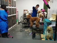 在聊城开一家宠物店，你准备好了吗？一探究竟，开启你的宠物事业之旅！