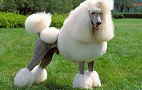 7种不容易掉毛的大型犬，皮肤过敏人员最喜欢