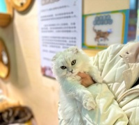 “小萌宠”竟有万亿市场前景！你每个月在宠物身上花多少钱？