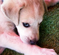 如何判别狗狗过敏性皮炎、溢脂性皮炎和原发性皮炎