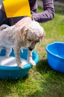 狗狗几天洗一次澡比较好