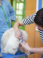 干货必看丨新手宠物美容师考证的正确打开方式