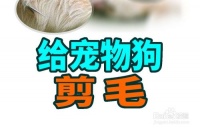 怎样给宠物狗狗剪毛，如何给狗狗剃毛