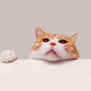 为什么宠物剪毛，比人...