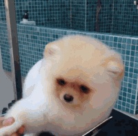 看了一个小哥给宠物剪毛的片段..一不小心就被萌了一整天....