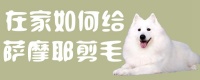 在家如何给萨摩耶剪毛