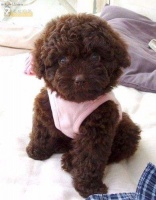 泰迪的口腔牙齿怎么护理